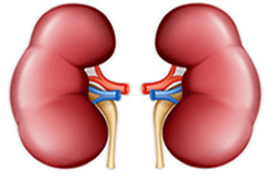 Kidney Function Test
